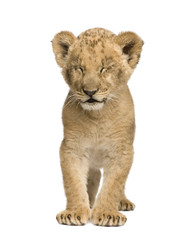 Fototapeta na wymiar Lion Cub (8 weeks) in front of a white background