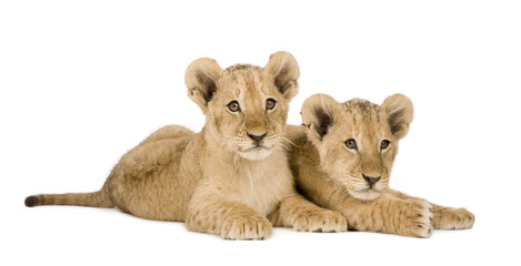 Obraz premium Lion Cub (4 months) in front of a white background