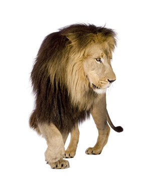 Lion (4 and a half years) in front of a white background © Eric Isselée