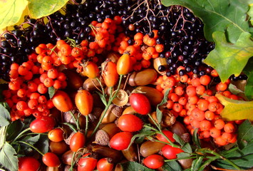 Hagebutten,Beeren und Eicheln