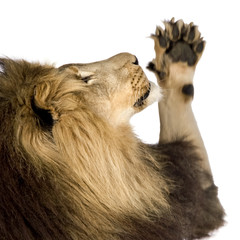 Lion (4 and a half years) in front of a white background