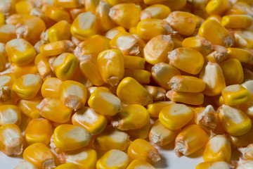 chicchi di grano