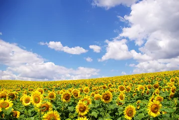 Gartenposter Sonnenblume Sonnenblumenfeld über blauem Himmel