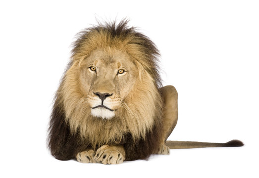 Lion (4 and a half years) in front of a white background