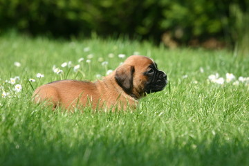 boxer chiot dans l'herbe verte