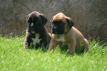 boxer chiots duo imperturbable