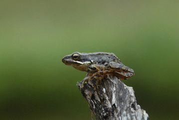 rana