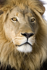 Fototapeta premium Lion (4 and a half years) in front of a white background