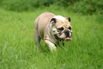 Fototapeta premium bulldog anglais à la campagne