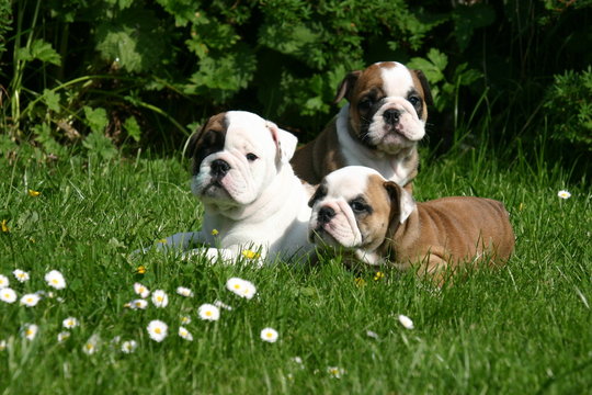 110 Best Bulldog Anglais Images Stock Photos Vectors Adobe Stock