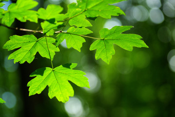 Fototapeta na wymiar green leaves