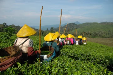 Papier Peint photo Indonésie plantation de thé