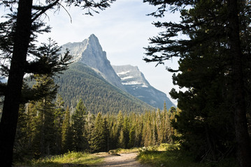 a hiking trail through the forest in Glacier National Park