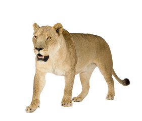 Lioness (4 and a half years) in front of a white background