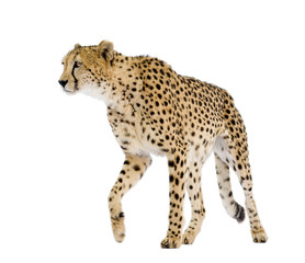 Cheetah - Acinonyx jubatus in front of a white background