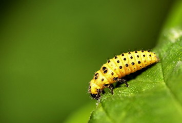 yellow insect