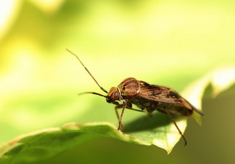 Trichoptera sitting on a leaf