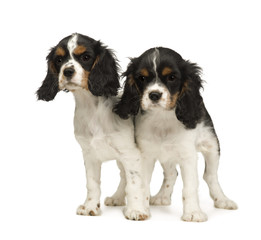 Cavalier King Charles (3 months) in front of a white background