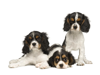 Cavalier King Charles (3 months) in front of a white background