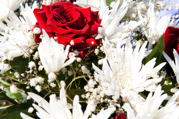 white asters and one red rose background