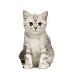 Siberian cat (12 weeks) in front of a white background
