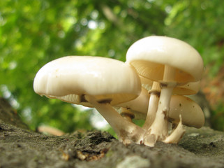 Agaricus xanthodermus poisonous mushrooms