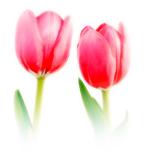 romantic soft focus tulip couple