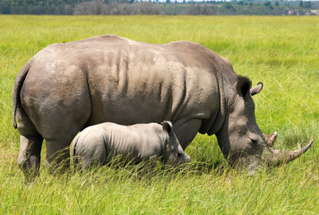 white rhinoceros with 3 weeks calf