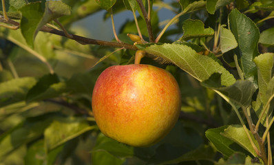 Apfel