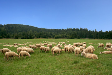 Obraz premium Herd sheps