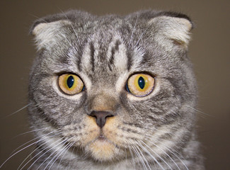 Portrait of the Scottish cat