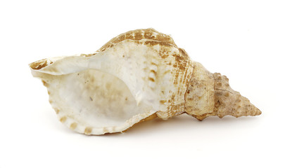 Caracola frente