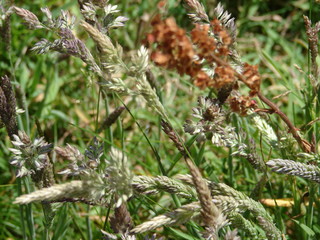 flore