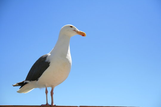 californian seagull