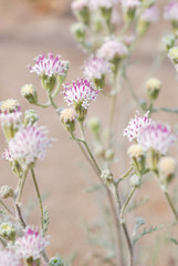 Central Oregon wildflower, Dusty Maiden - Chaenactis douglasii