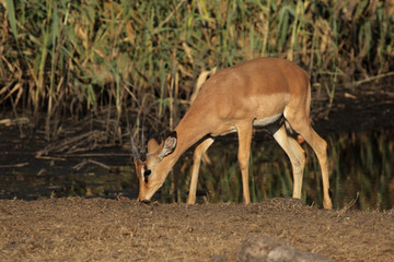 Schwarznasenimpala am Wasserloch im Etosha-Nationalpark, Namibia