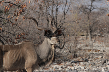 Großer Kudu (Tragelaphus strepsiceros)