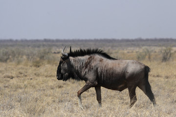 Streifengnu im Etosha-Nationalpark, Namibia