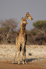 Zwei Giraffen im Etosha-Nationalpark, Namibia
