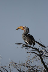 Gelbschnabeltoko (Tockus leucomelas)