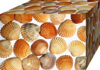 caja conchas isolado