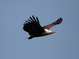 Schreiseeadler (Haliaeetus vocifer) im Okavango Delta, Botswana