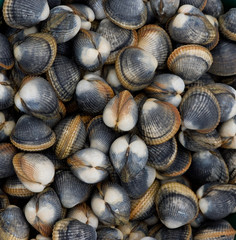Picture of closed clams, ideal for background and textures