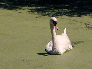 White swan swimming in a Florida swamp