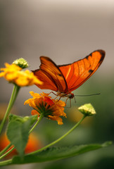 Julia “Dryas Julia”