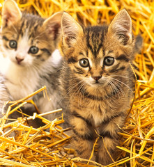 two rural kittens in straw,  close-up