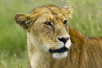 Lioness close-up - Safari in Tanzania