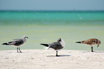 seagull in holbox