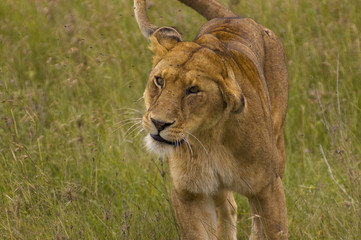 Lioness close-up - Safari in Tanzania