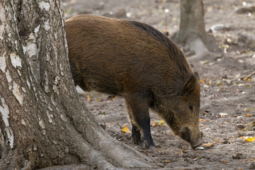 Wild boar in the forest